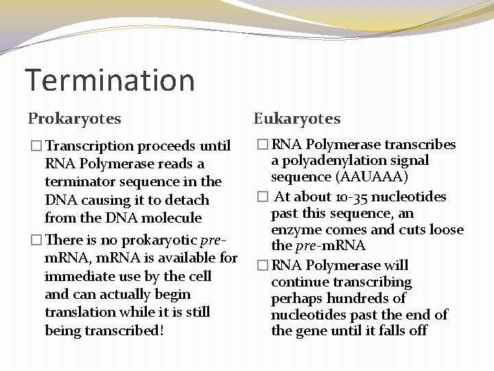 Termination Prokaryotes Eukaryotes �Transcription proceeds until RNA Polymerase reads a terminator sequence in the Termination Prokaryotes Eukaryotes �Transcription proceeds until RNA Polymerase reads a terminator sequence in the