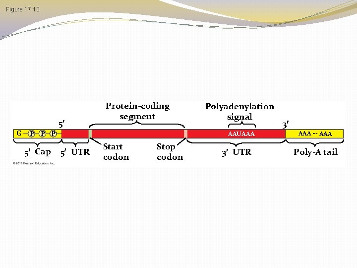 Figure 17. 10 5 G Protein-coding segment P P P 5 Cap Polyadenylation signal Figure 17. 10 5 G Protein-coding segment P P P 5 Cap Polyadenylation signal
