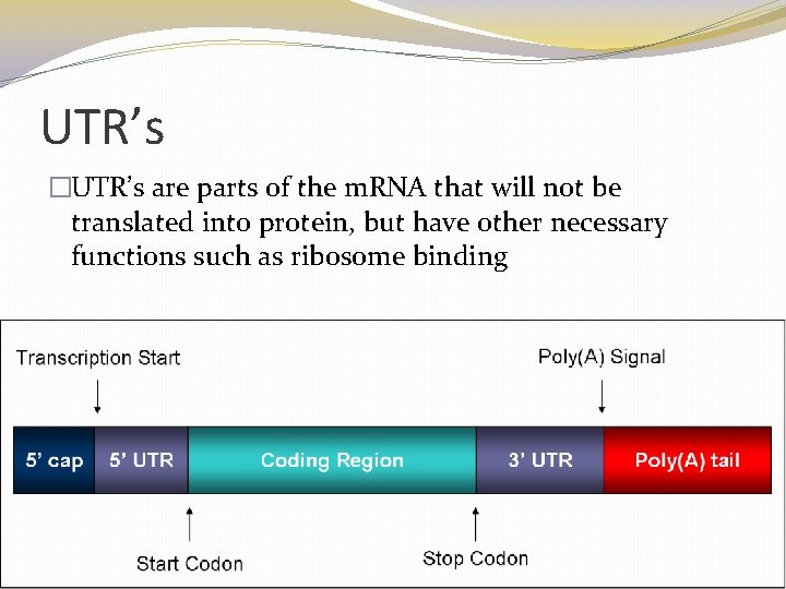 UTR’s �UTR’s are parts of the m. RNA that will not be translated into UTR’s �UTR’s are parts of the m. RNA that will not be translated into