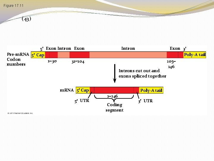 Figure 17. 11 (43) 5 Exon Intron Exon Pre-m. RNA 5 Cap Codon 1 Figure 17. 11 (43) 5 Exon Intron Exon Pre-m. RNA 5 Cap Codon 1