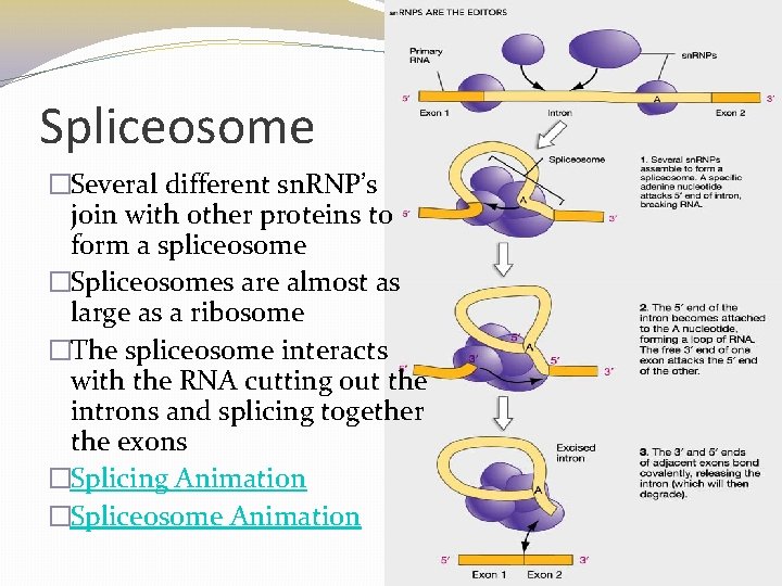 Spliceosome �Several different sn. RNP’s join with other proteins to form a spliceosome �Spliceosomes Spliceosome �Several different sn. RNP’s join with other proteins to form a spliceosome �Spliceosomes