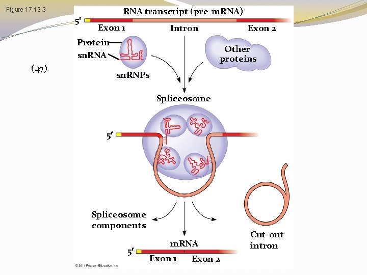 RNA transcript (pre-m. RNA) Figure 17. 12 -3 5 Exon 1 Intron Protein sn. RNA transcript (pre-m. RNA) Figure 17. 12 -3 5 Exon 1 Intron Protein sn.