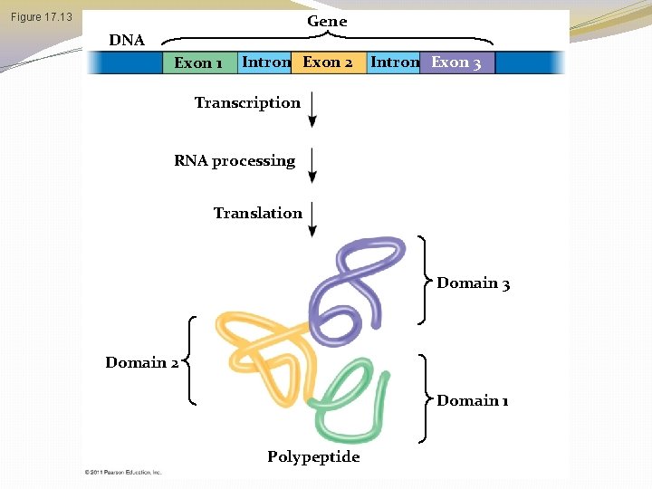 Gene Figure 17. 13 DNA Exon 1 Intron Exon 2 Intron Exon 3 Transcription Gene Figure 17. 13 DNA Exon 1 Intron Exon 2 Intron Exon 3 Transcription