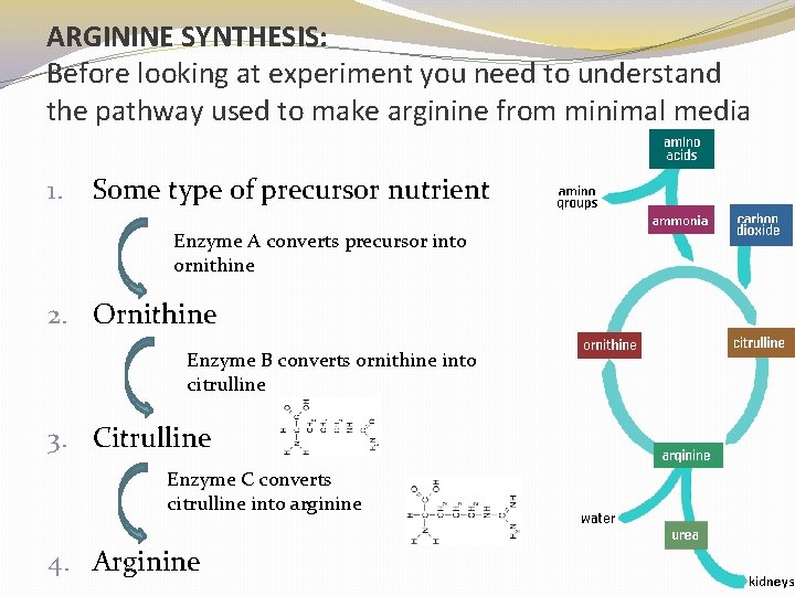 ARGININE SYNTHESIS: Before looking at experiment you need to understand the pathway used to ARGININE SYNTHESIS: Before looking at experiment you need to understand the pathway used to
