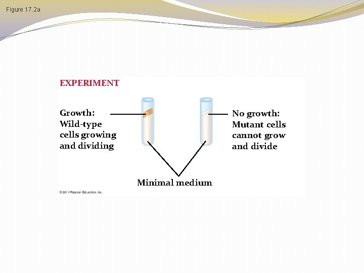 Figure 17. 2 a EXPERIMENT Growth: Wild-type cells growing and dividing No growth: Mutant Figure 17. 2 a EXPERIMENT Growth: Wild-type cells growing and dividing No growth: Mutant