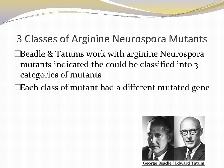 3 Classes of Arginine Neurospora Mutants �Beadle & Tatums work with arginine Neurospora mutants 3 Classes of Arginine Neurospora Mutants �Beadle & Tatums work with arginine Neurospora mutants