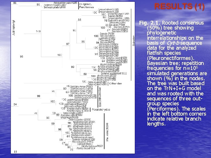 RESULTS (1) Fig. 2. 1. Rooted consensus (50%) tree showing phylogenetic interrelationships on the