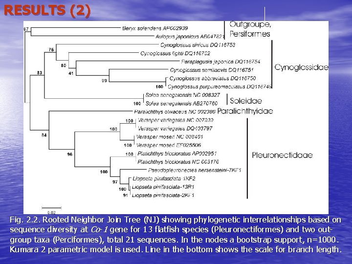 RESULTS (2) Fig. 2. 2. Rooted Neighbor Join Tree (NJ) showing phylogenetic interrelationships based