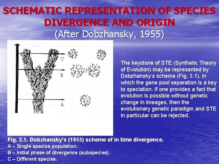 SCHEMATIC REPRESENTATION OF SPECIES DIVERGENCE AND ORIGIN (After Dobzhansky, 1955) A C B A