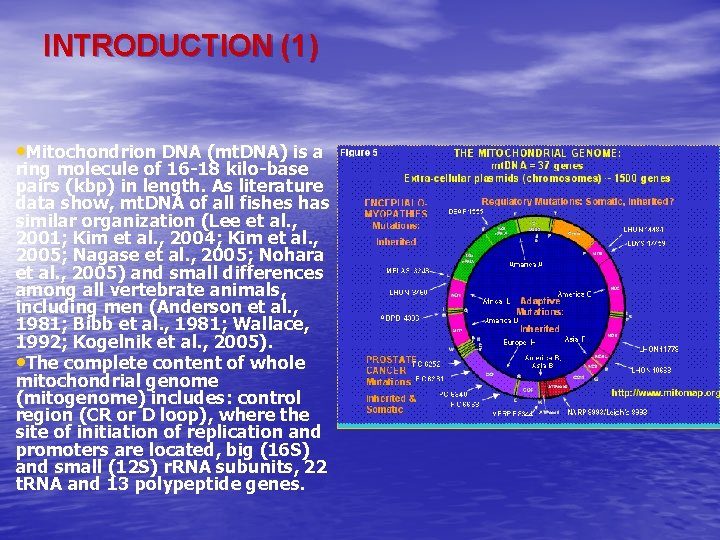 INTRODUCTION (1) • Mitochondrion DNA (mt. DNA) is a ring molecule of 16 -18