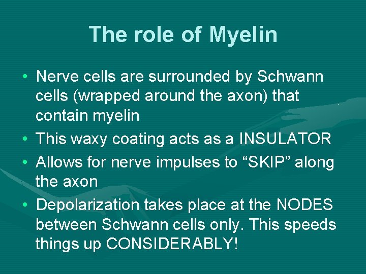 The role of Myelin • Nerve cells are surrounded by Schwann cells (wrapped around