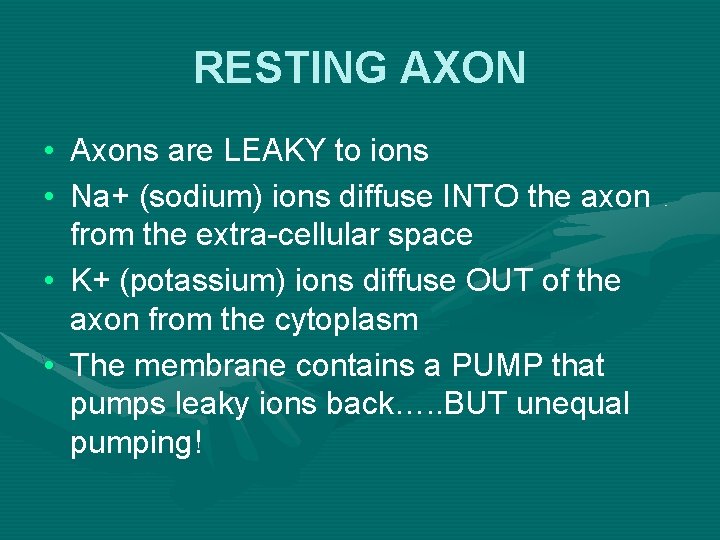 RESTING AXON • Axons are LEAKY to ions • Na+ (sodium) ions diffuse INTO