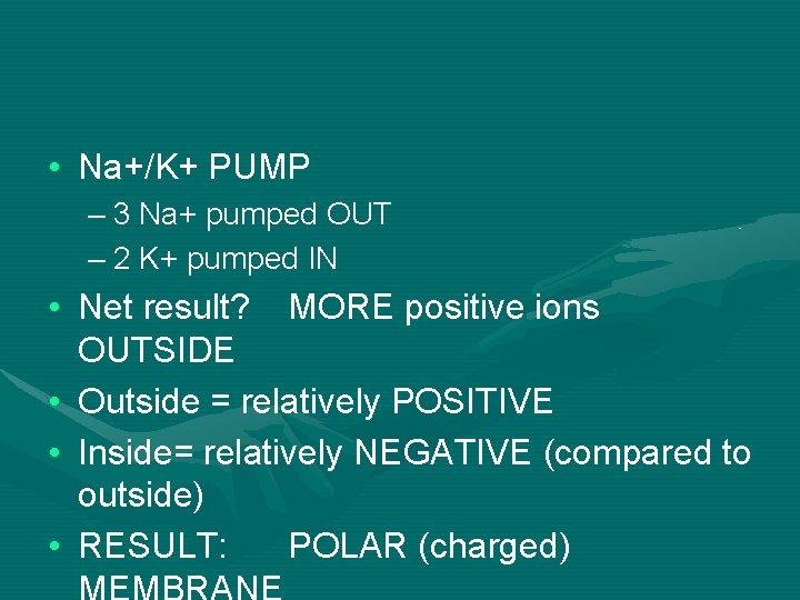  • Na+/K+ PUMP – 3 Na+ pumped OUT – 2 K+ pumped IN