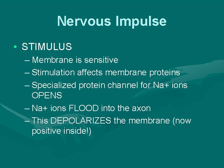 Nervous Impulse • STIMULUS – Membrane is sensitive – Stimulation affects membrane proteins –