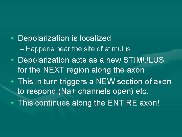  • Depolarization is localized – Happens near the site of stimulus • Depolarization