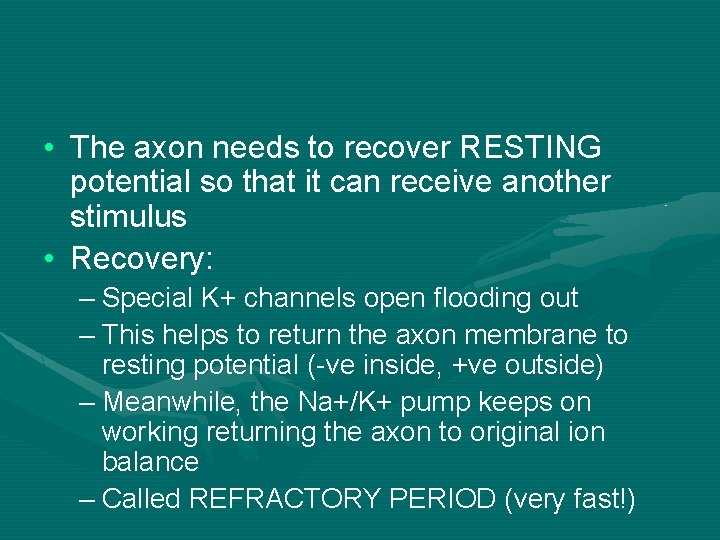  • The axon needs to recover RESTING potential so that it can receive