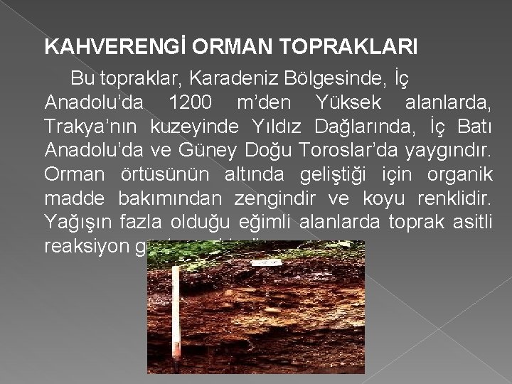 KAHVERENGİ ORMAN TOPRAKLARI Bu topraklar, Karadeniz Bölgesinde, İç Anadolu’da 1200 m’den Yüksek alanlarda, Trakya’nın