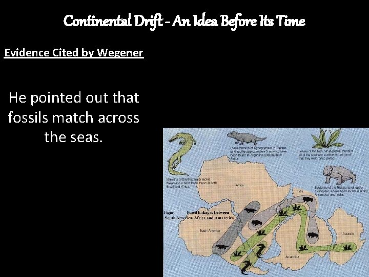 Continental Drift - An Idea Before Its Time Evidence Cited by Wegener He pointed