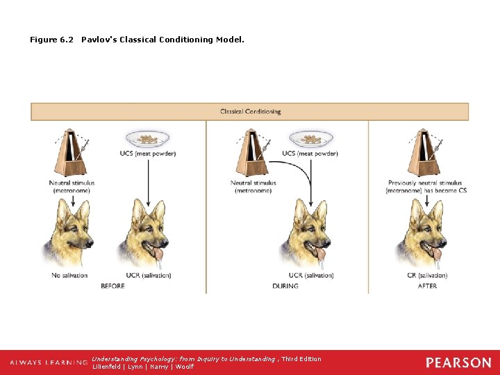 Figure 6. 2 Pavlov's Classical Conditioning Model. Understanding Psychology: from Inquiry to Understanding ,