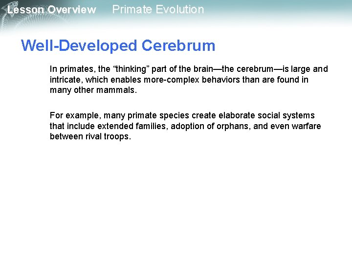 Lesson Overview Primate Evolution Well-Developed Cerebrum In primates, the “thinking” part of the brain—the