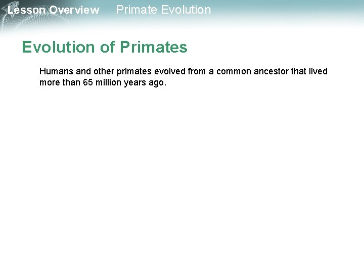 Lesson Overview Primate Evolution of Primates Humans and other primates evolved from a common