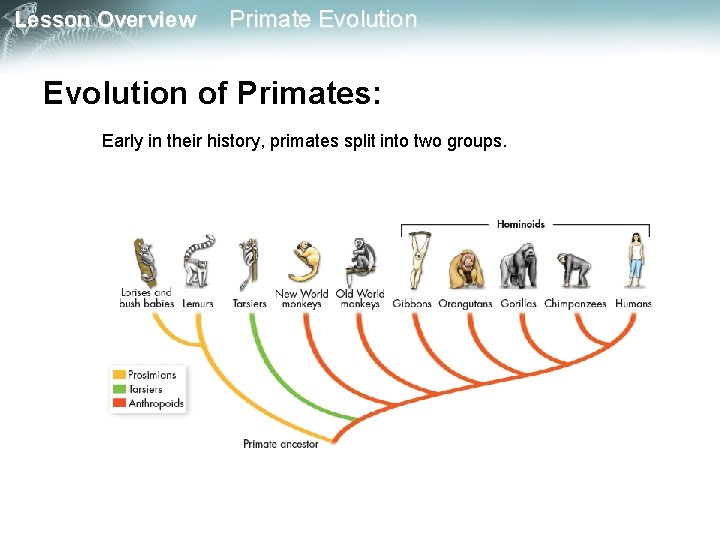 Lesson Overview Primate Evolution of Primates: Early in their history, primates split into two