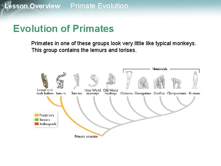 Lesson Overview Primate Evolution of Primates in one of these groups look very little