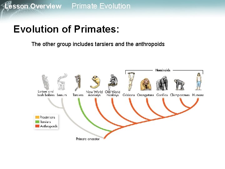 Lesson Overview Primate Evolution of Primates: The other group includes tarsiers and the anthropoids