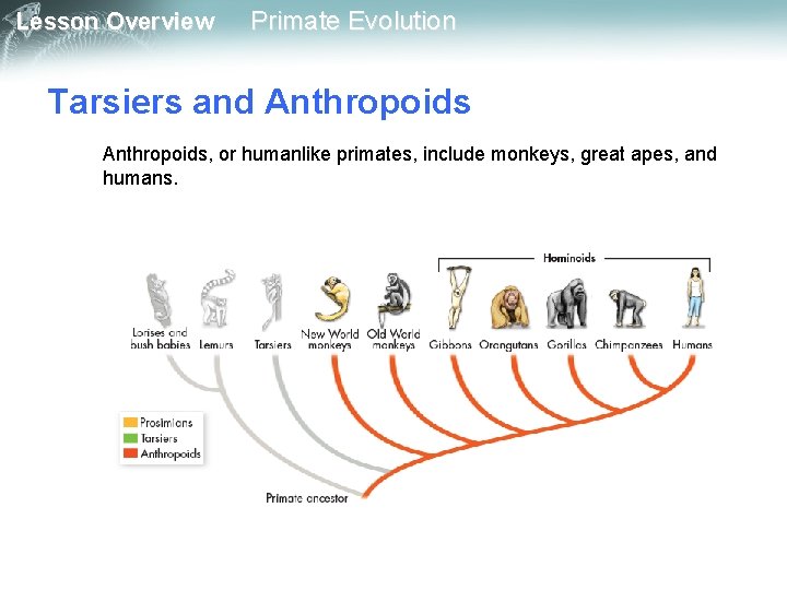 Lesson Overview Primate Evolution Tarsiers and Anthropoids, or humanlike primates, include monkeys, great apes,