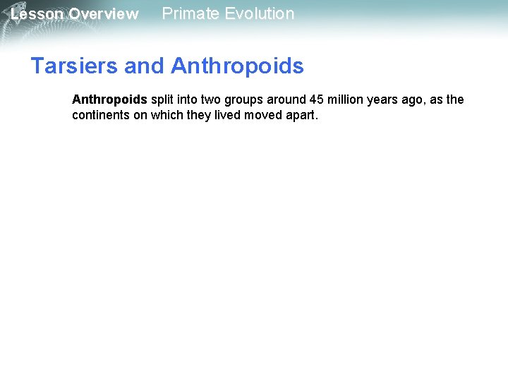 Lesson Overview Primate Evolution Tarsiers and Anthropoids split into two groups around 45 million