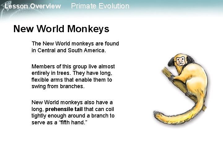 Lesson Overview Primate Evolution New World Monkeys The New World monkeys are found in