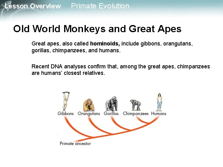 Lesson Overview Primate Evolution Old World Monkeys and Great Apes Great apes, also called