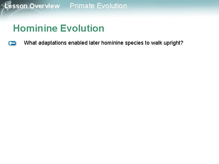 Lesson Overview Primate Evolution Hominine Evolution What adaptations enabled later hominine species to walk