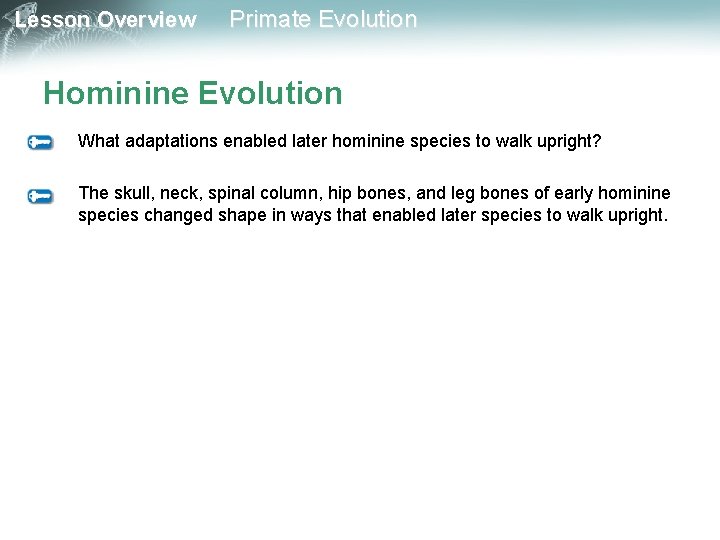 Lesson Overview Primate Evolution Hominine Evolution What adaptations enabled later hominine species to walk