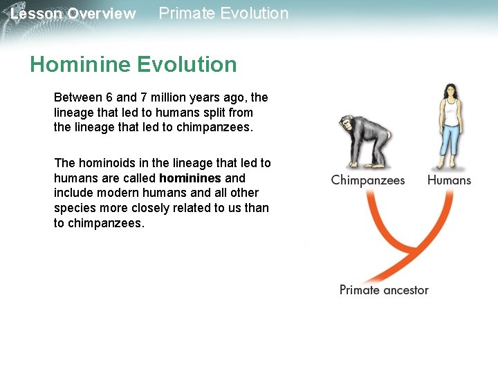 Lesson Overview Primate Evolution Hominine Evolution Between 6 and 7 million years ago, the