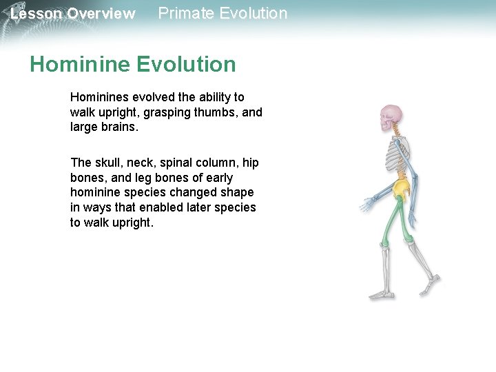 Lesson Overview Primate Evolution Hominines evolved the ability to walk upright, grasping thumbs, and