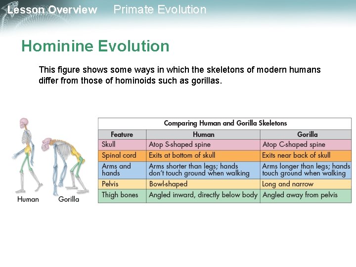 Lesson Overview Primate Evolution Hominine Evolution This figure shows some ways in which the