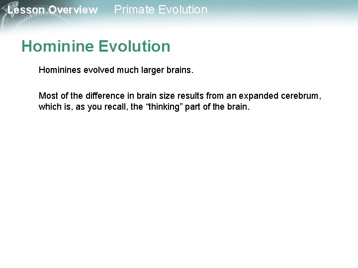 Lesson Overview Primate Evolution Hominines evolved much larger brains. Most of the difference in