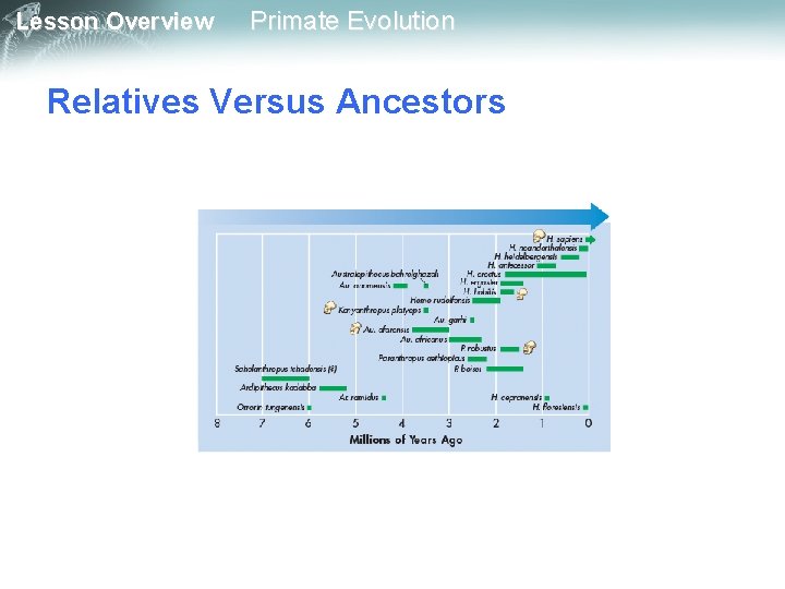 Lesson Overview Primate Evolution Relatives Versus Ancestors 