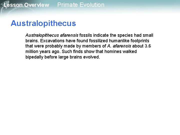 Lesson Overview Primate Evolution Australopithecus afarensis fossils indicate the species had small brains. Excavations