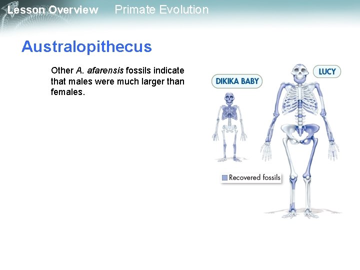 Lesson Overview Primate Evolution Australopithecus Other A. afarensis fossils indicate that males were much