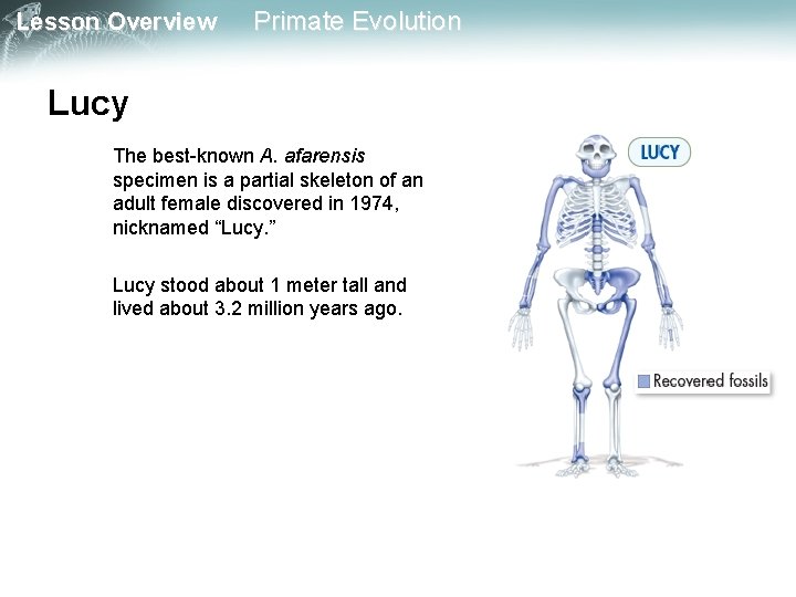 Lesson Overview Primate Evolution Lucy The best-known A. afarensis specimen is a partial skeleton