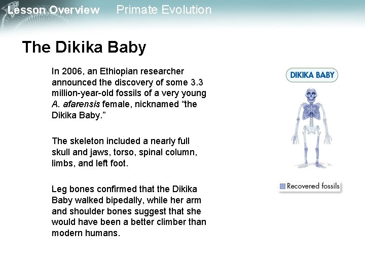 Lesson Overview Primate Evolution The Dikika Baby In 2006, an Ethiopian researcher announced the