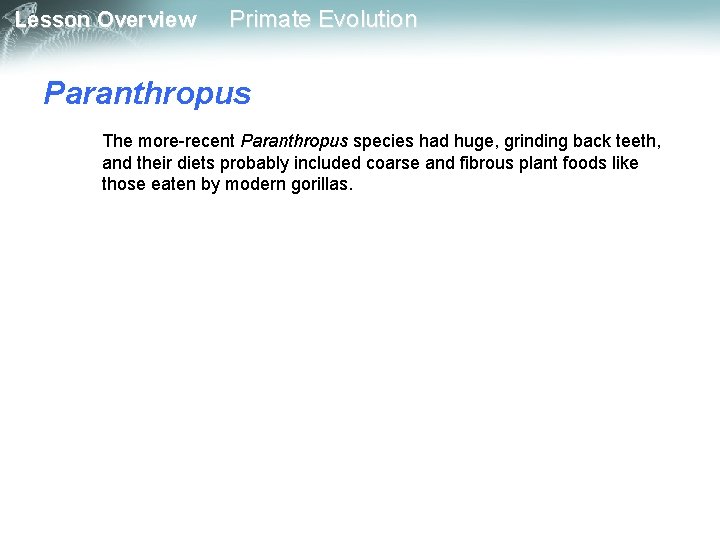 Lesson Overview Primate Evolution Paranthropus The more-recent Paranthropus species had huge, grinding back teeth,