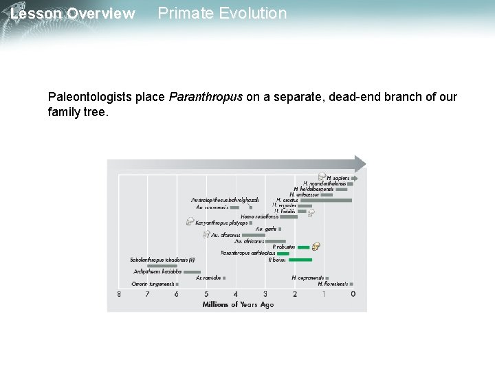 Lesson Overview Primate Evolution Paleontologists place Paranthropus on a separate, dead-end branch of our