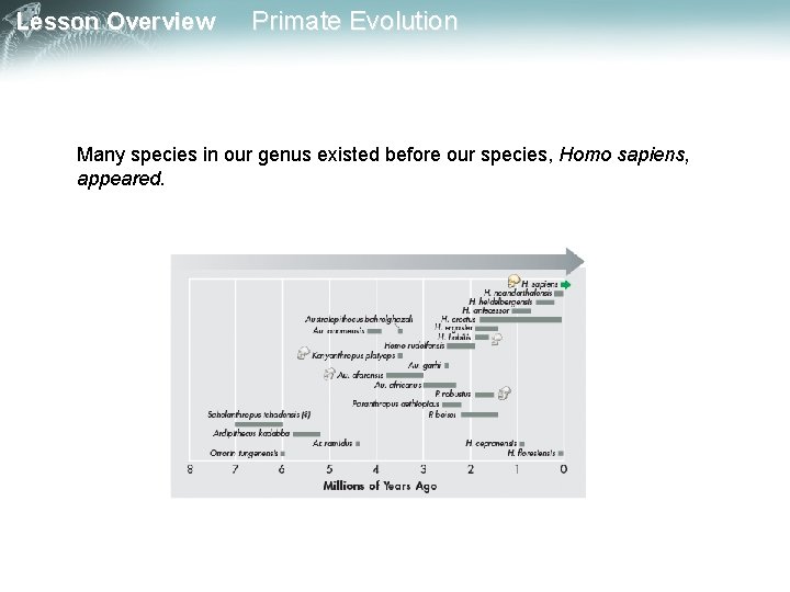 Lesson Overview Primate Evolution Many species in our genus existed before our species, Homo