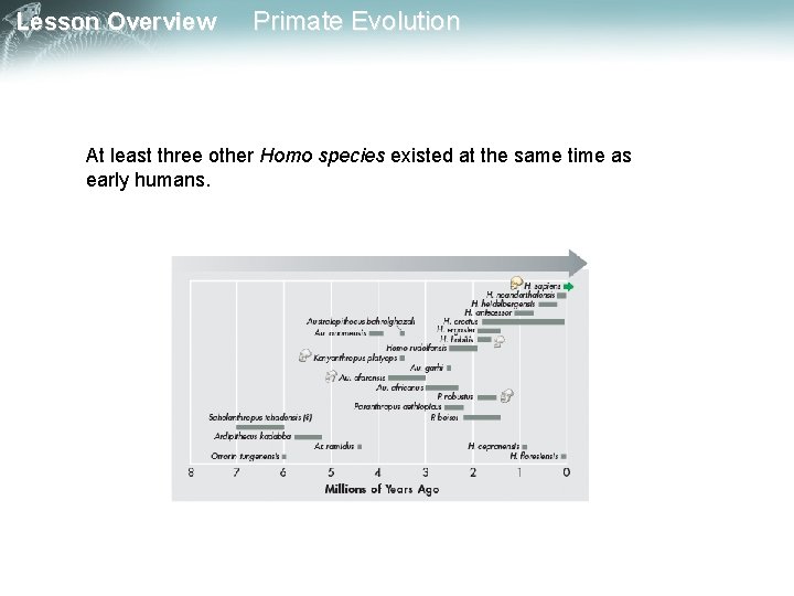 Lesson Overview Primate Evolution At least three other Homo species existed at the same