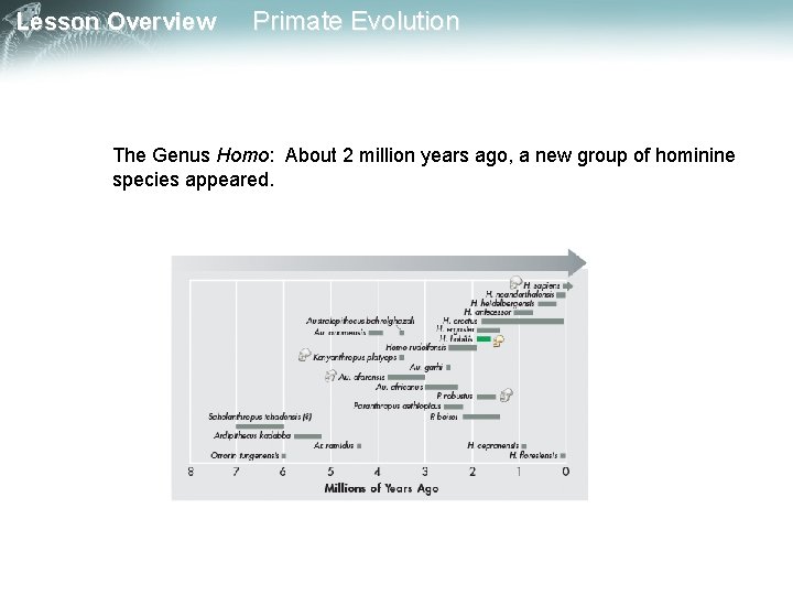 Lesson Overview Primate Evolution The Genus Homo: About 2 million years ago, a new