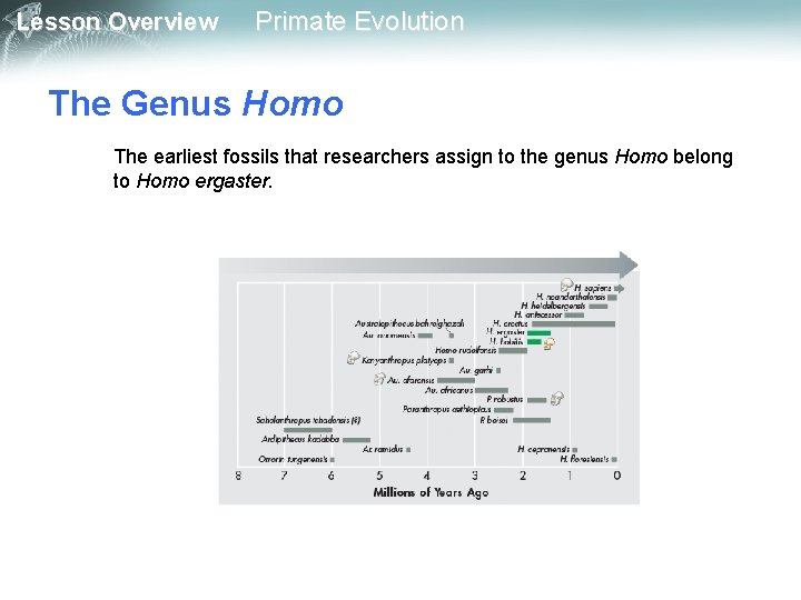 Lesson Overview Primate Evolution The Genus Homo The earliest fossils that researchers assign to