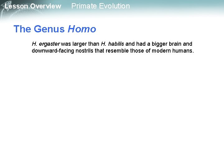 Lesson Overview Primate Evolution The Genus Homo H. ergaster was larger than H. habilis